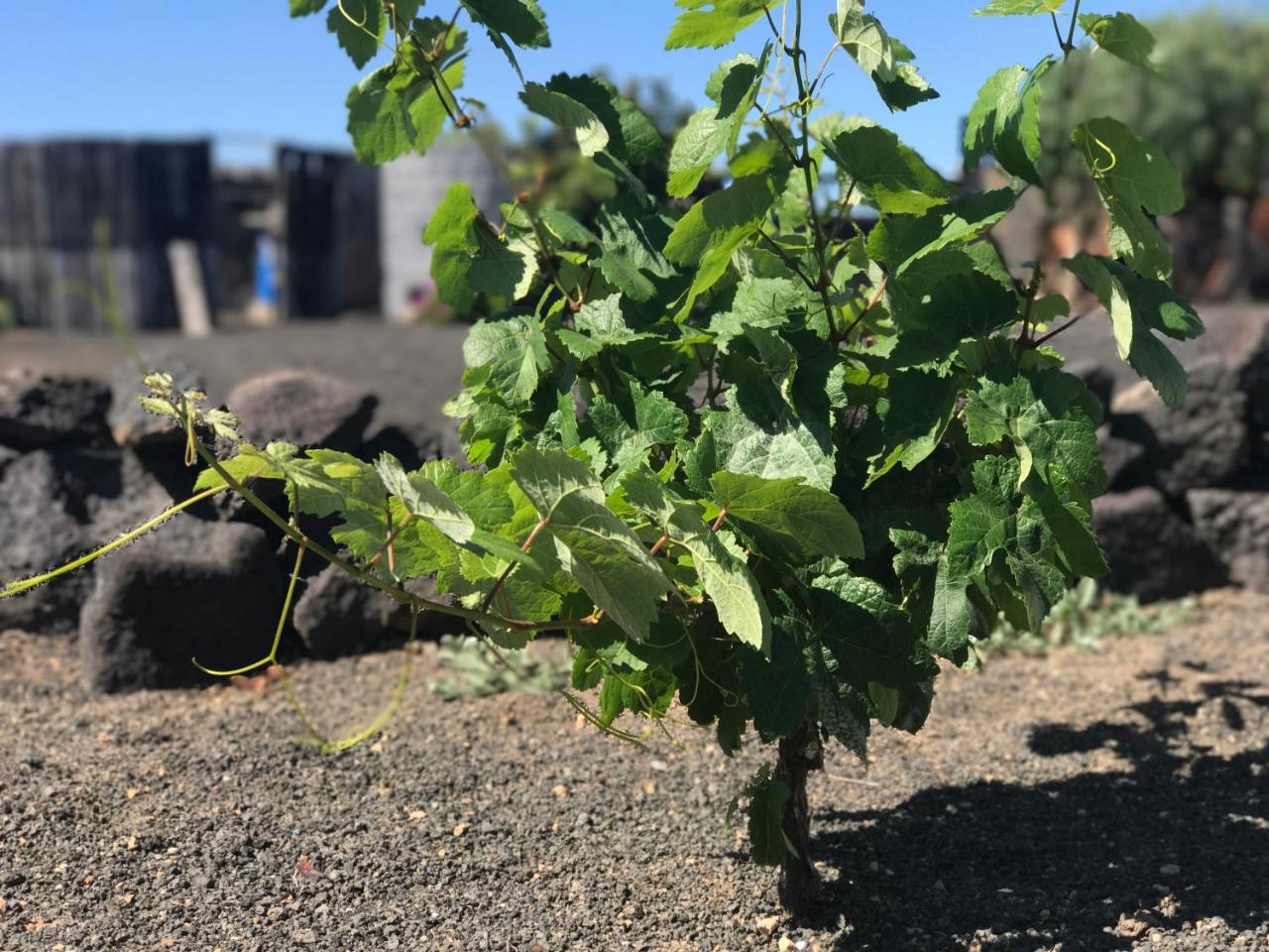 Eslanzarote Eco Dome Experience Ξενοδοχείο Teguise  Εξωτερικό φωτογραφία